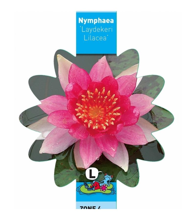 Roze waterlelie (Nymphaea Laydekeri Lilacea) waterlelie (6-stuks)