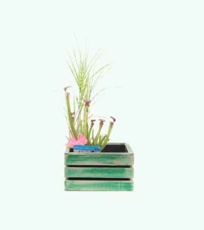 Mini vijver in houten kistje groen