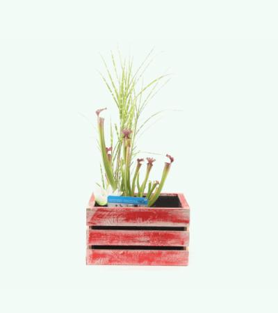 Mini vijver in houten kistje rood