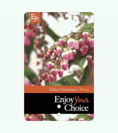 Rotsheide (Pieris Japonica “Valley Valentine”) heester