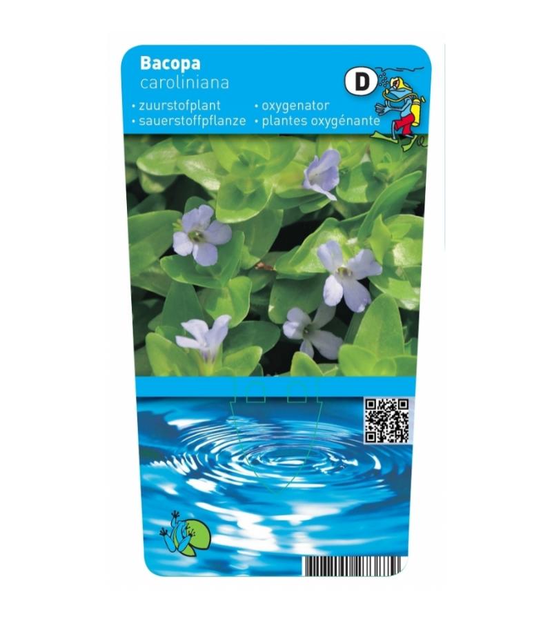 Brede bacopa (Bacopa caroliniana) zuurstofplant (10-stuks)