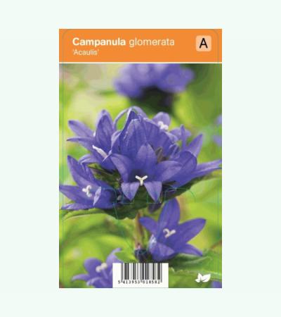 Klokjesbloem (campanula glomerata "Acaulis") zomerbloeier