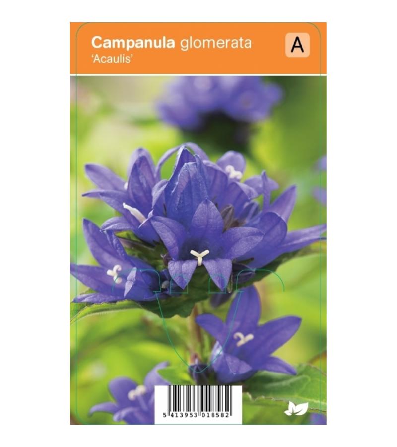 Klokjesbloem (campanula glomerata "Acaulis") zomerbloeier
