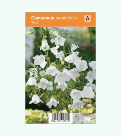 Klokjesbloem (campanula persicifolia "Alba") zomerbloeier
