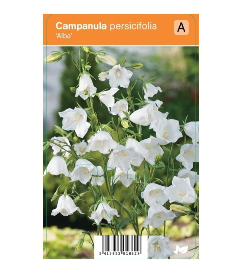 Klokjesbloem (campanula persicifolia "Alba") zomerbloeier