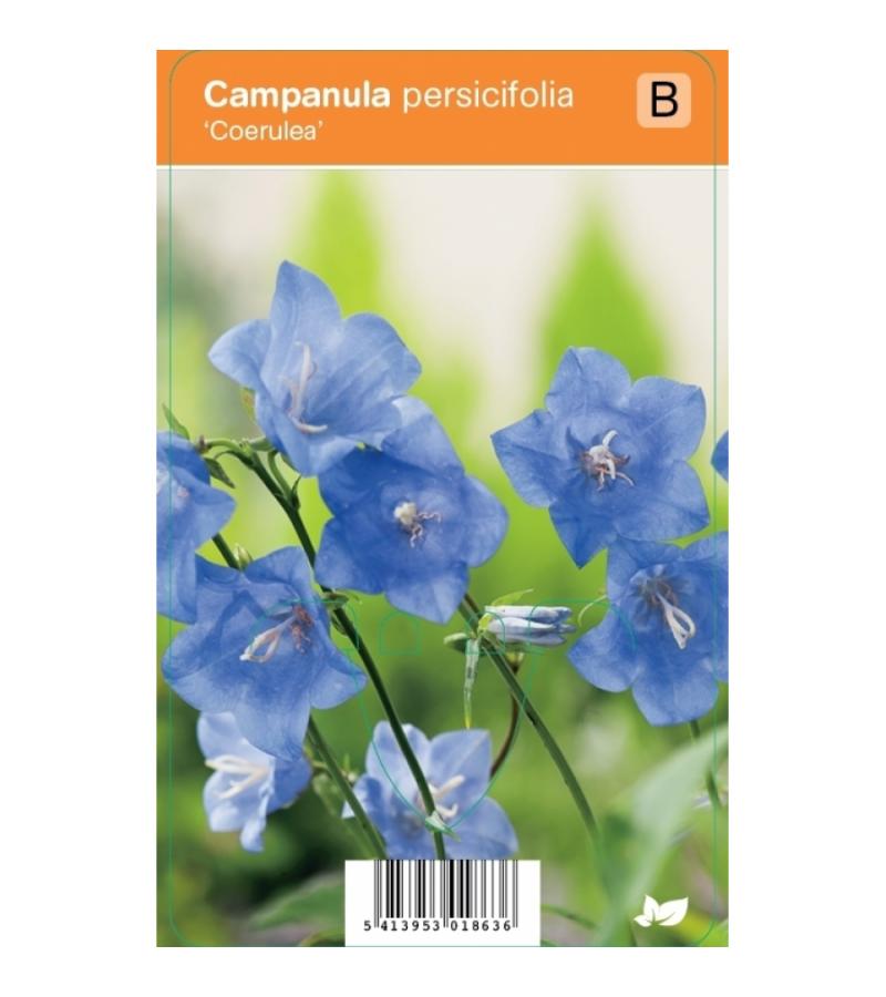 Klokjesbloem (campanula persicifolia "Coerulea") zomerbloeier