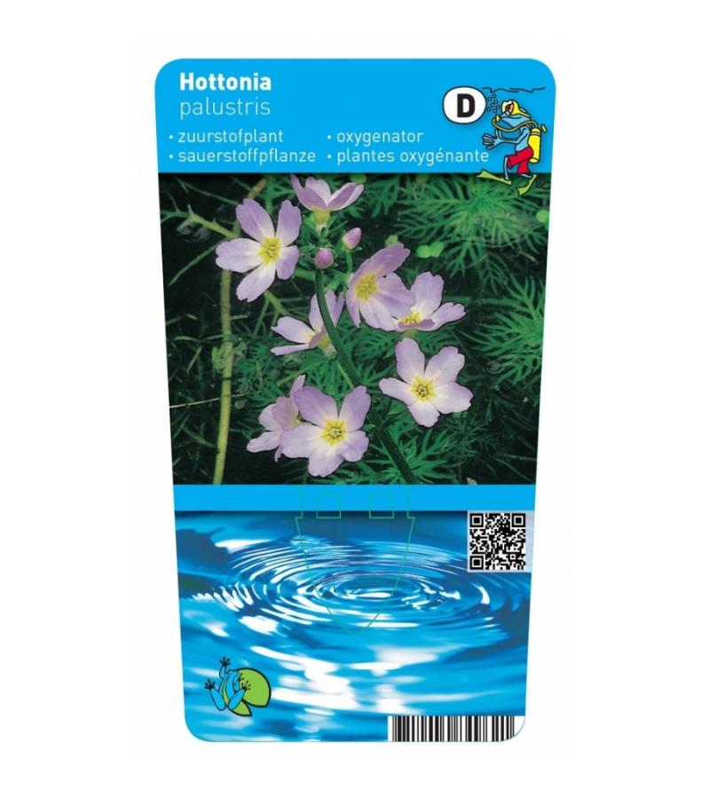 Waterviolier (Hottonia palustris) zuurstofplant (10-stuks)