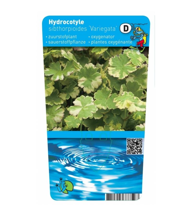Bonte waternavel (Hydrocotyle sib. “Variegata”) zuurstofplant (10-stuks)