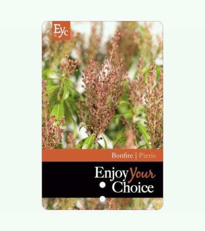 Rotsheide (Pieris Japonica “Bonfire”) heester