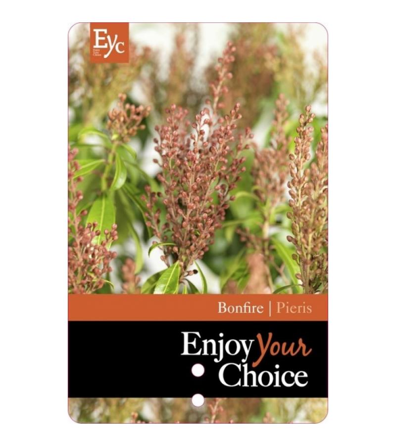 Rotsheide (Pieris Japonica &ldquo;Bonfire&rdquo;) heester