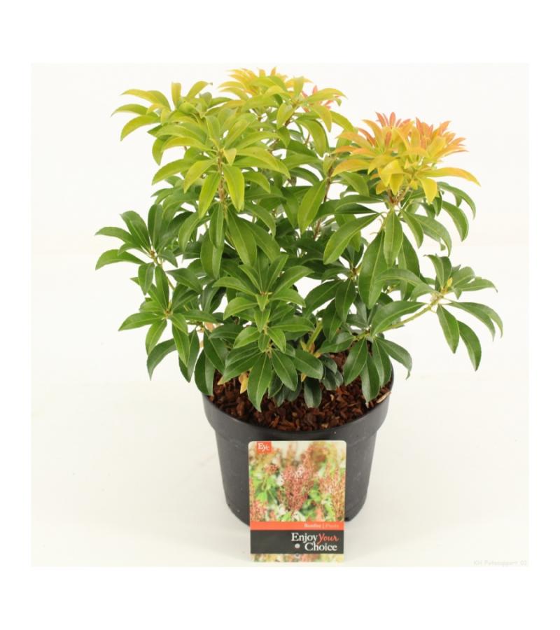 Rotsheide (Pieris Japonica &ldquo;Bonfire&rdquo;) heester
