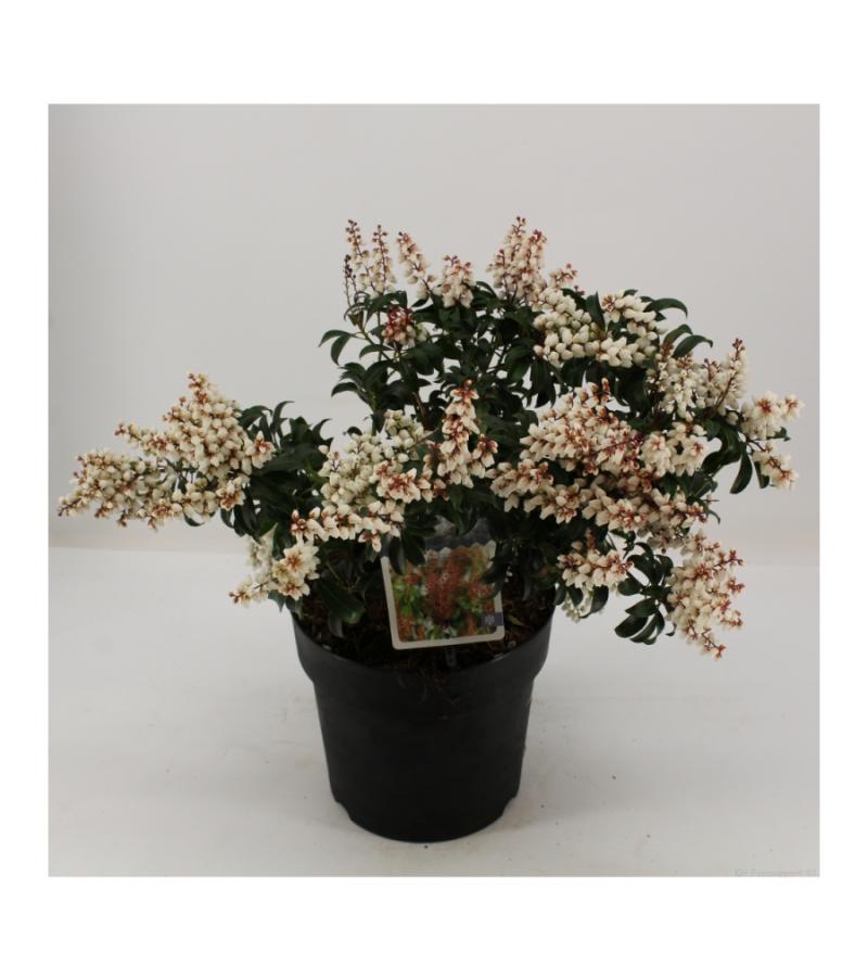 Rotsheide (Pieris Japonica &ldquo;Bonfire&rdquo;) heester
