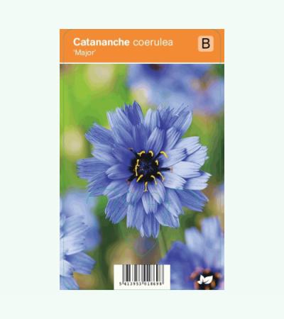 Blauwe strobloem (catananche caerulea "Major") zomerbloeier