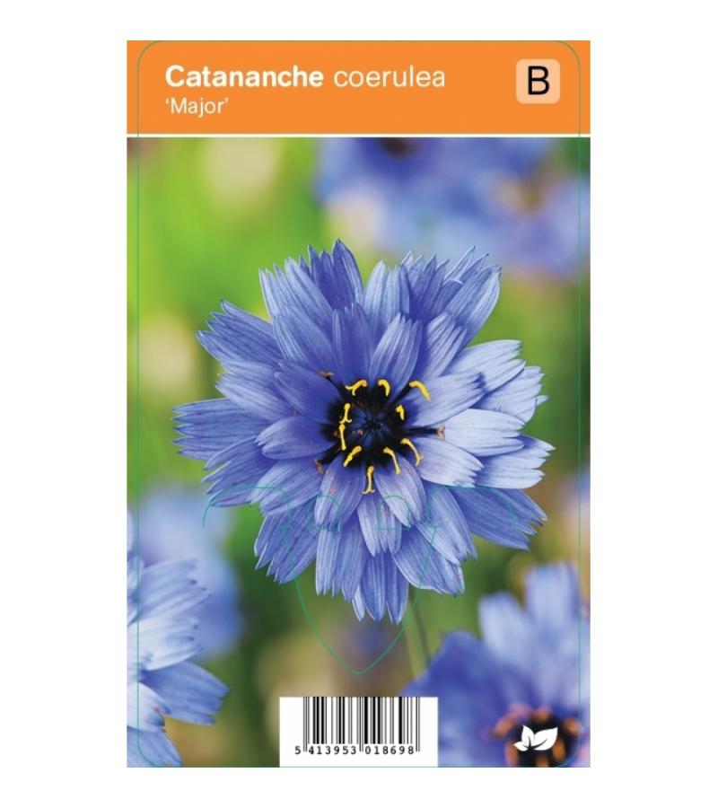 Blauwe strobloem (catananche caerulea "Major") zomerbloeier