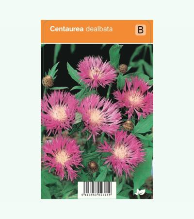 Korenbloem (centaurea dealbata) zomerbloeier