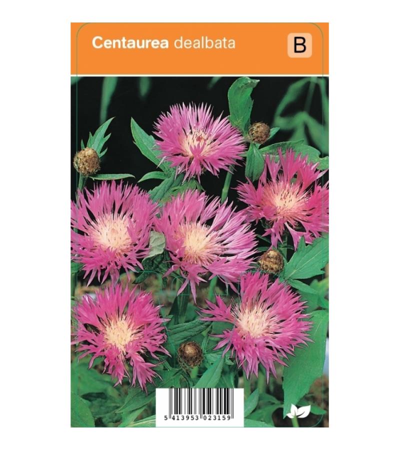Korenbloem (centaurea dealbata) zomerbloeier