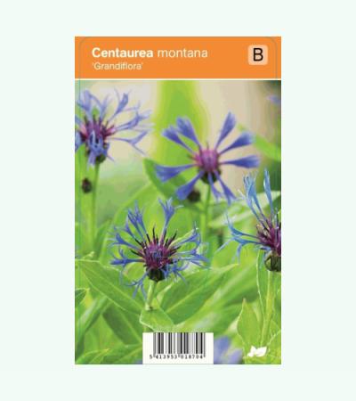 Korenbloem (centaurea montana "Grandiflora") zomerbloeier