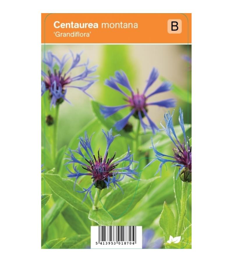Korenbloem (centaurea montana "Grandiflora") zomerbloeier
