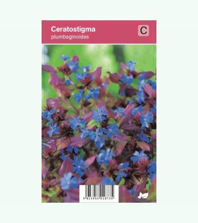 Loodkruid (ceratostigma plumbaginoides) najaarsbloeier