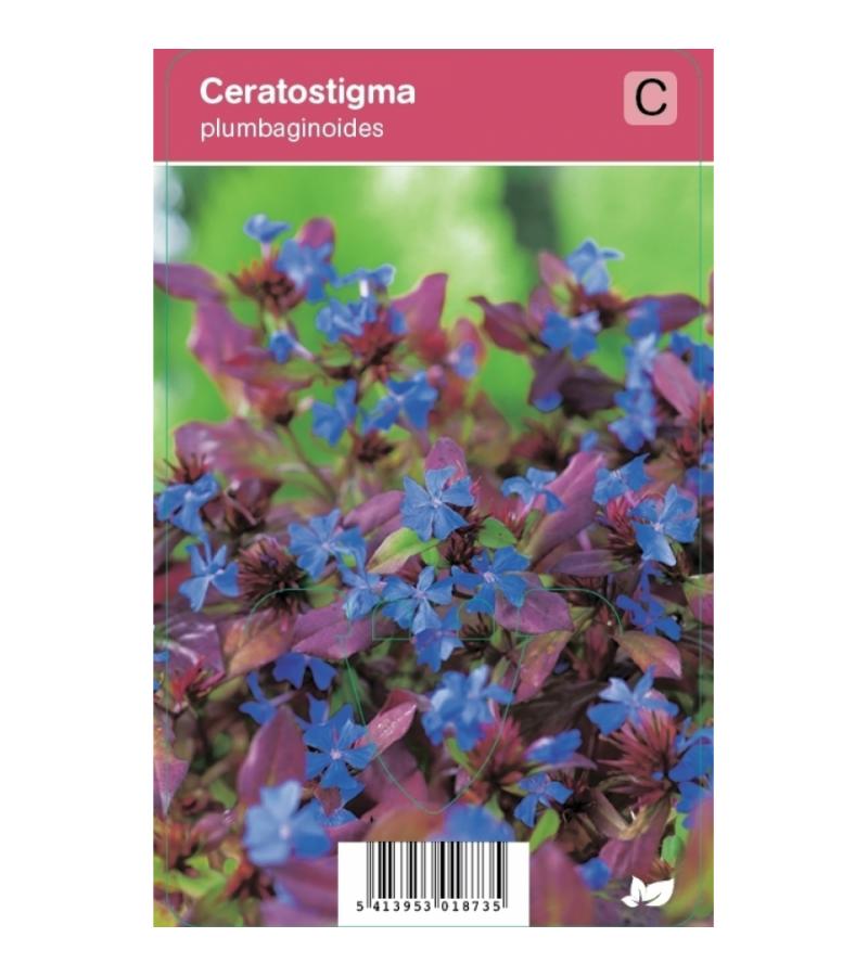 Loodkruid (ceratostigma plumbaginoides) najaarsbloeier