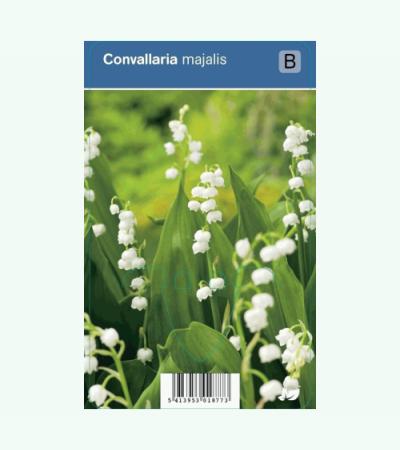 Lelietje-van-dalen (convallaria majalis) schaduwplant