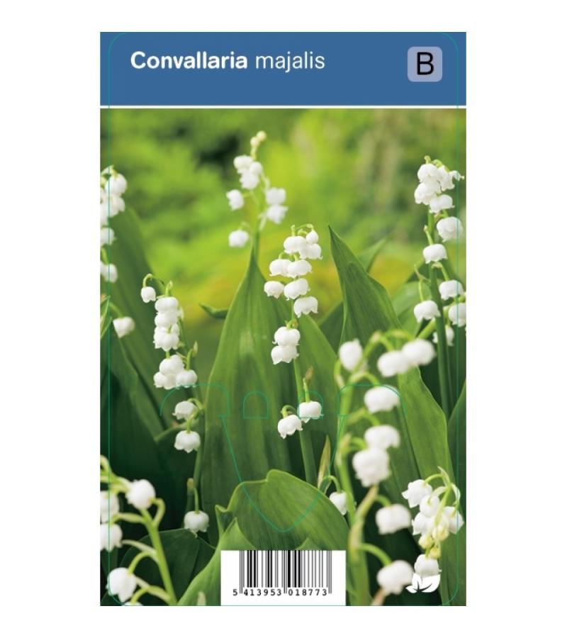 Lelietje-van-dalen (convallaria majalis) schaduwplant