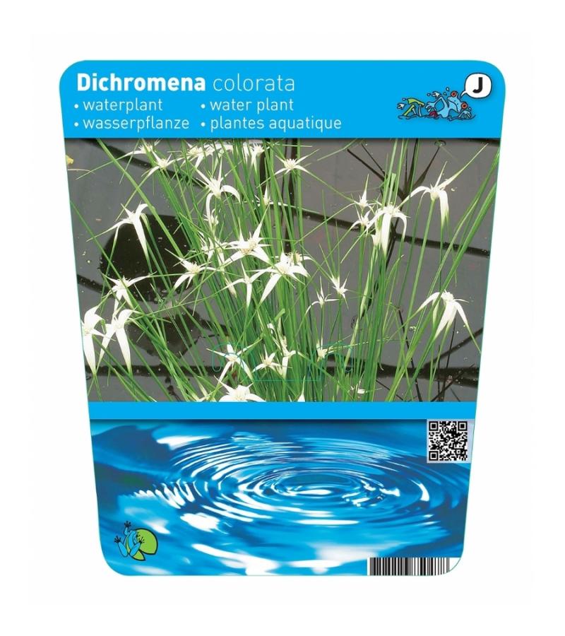 Sterrengras (Dichromena colorata) moerasplant (3-stuks)