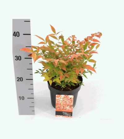 Hemelse bamboe (Nandina domestica “Gulfstream”) heester