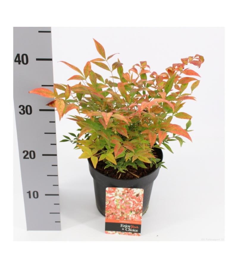 Hemelse bamboe (Nandina domestica “Gulfstream”) heester