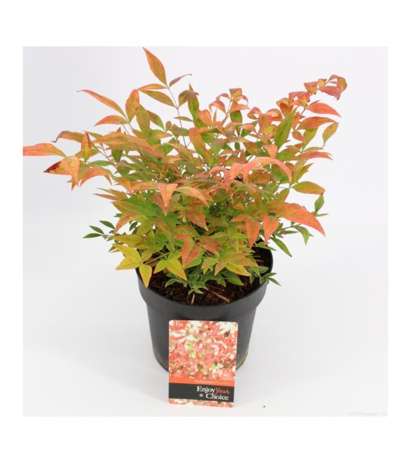 Hemelse bamboe (Nandina domestica “Gulfstream”) heester