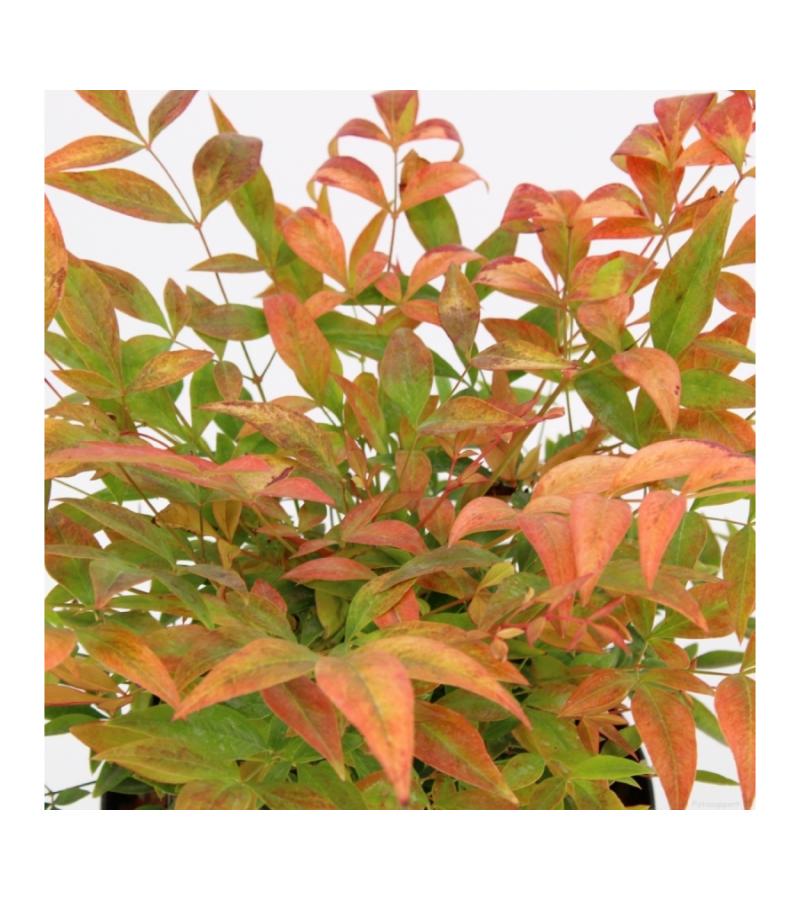 Hemelse bamboe (Nandina domestica “Gulfstream”) heester