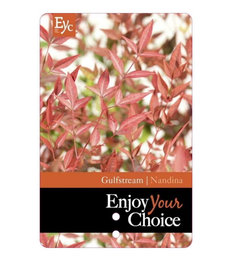 Hemelse bamboe (Nandina domestica “Gulfstream”) heester