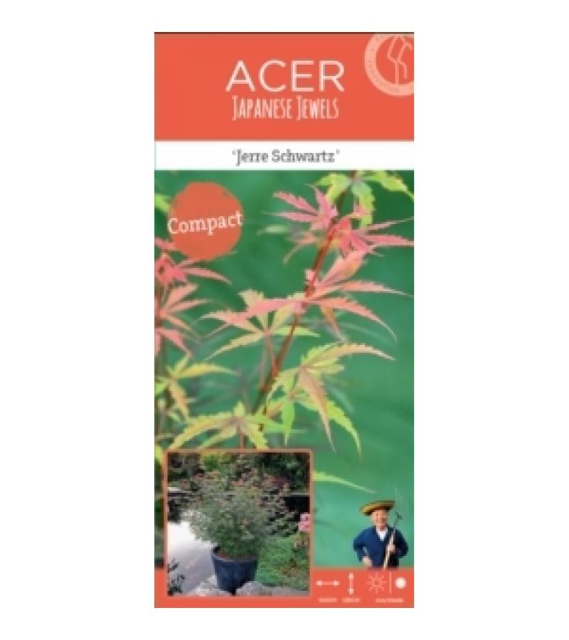 Japanse esdoorn (Acer palmatum "Jerre Schwartz") heester