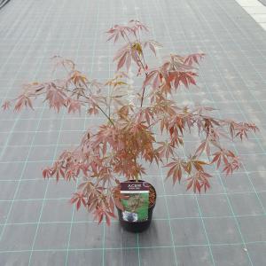 Japanse esdoorn (Acer palmatum "Sumi-Nagashi") heester