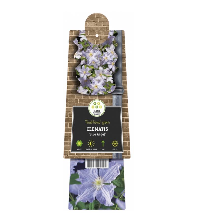 Lila bosrank (Clematis "Blue Angel") klimplant