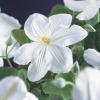 Witte bosrank (Clematis "Madame le Coultre") klimplant 70 cm