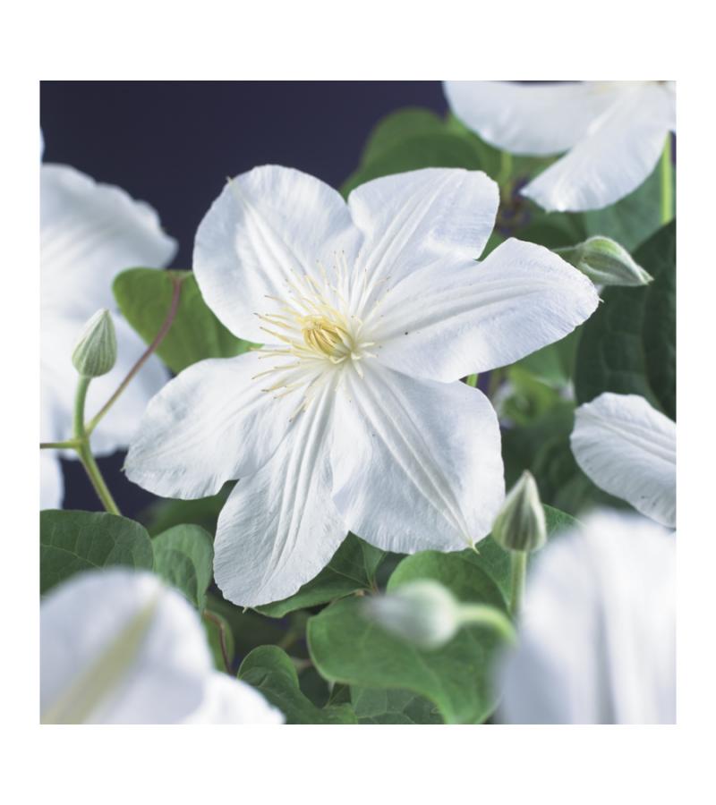 Witte bosrank (Clematis "Madame le Coultre") klimplant 70 cm