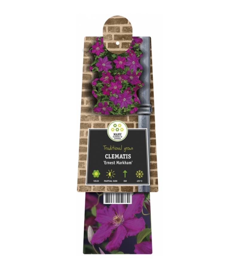 Rode bosrank (Clematis "Ernest Markham") klimplant