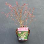 Japanse esdoorn (Acer palmatum "Marlo") heester