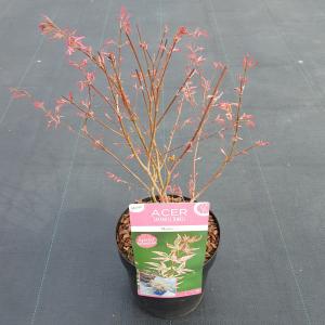 Japanse esdoorn (Acer palmatum Marlo) heester 3 stuks