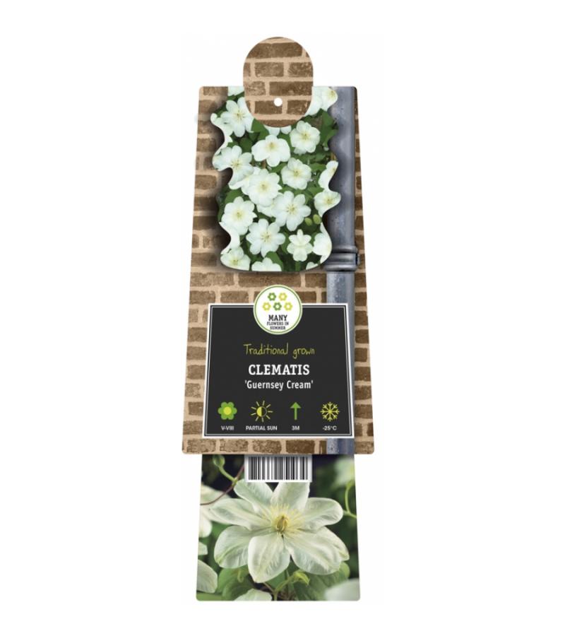 Witte bosrank (Clematis "Guernsey Cream") klimplant