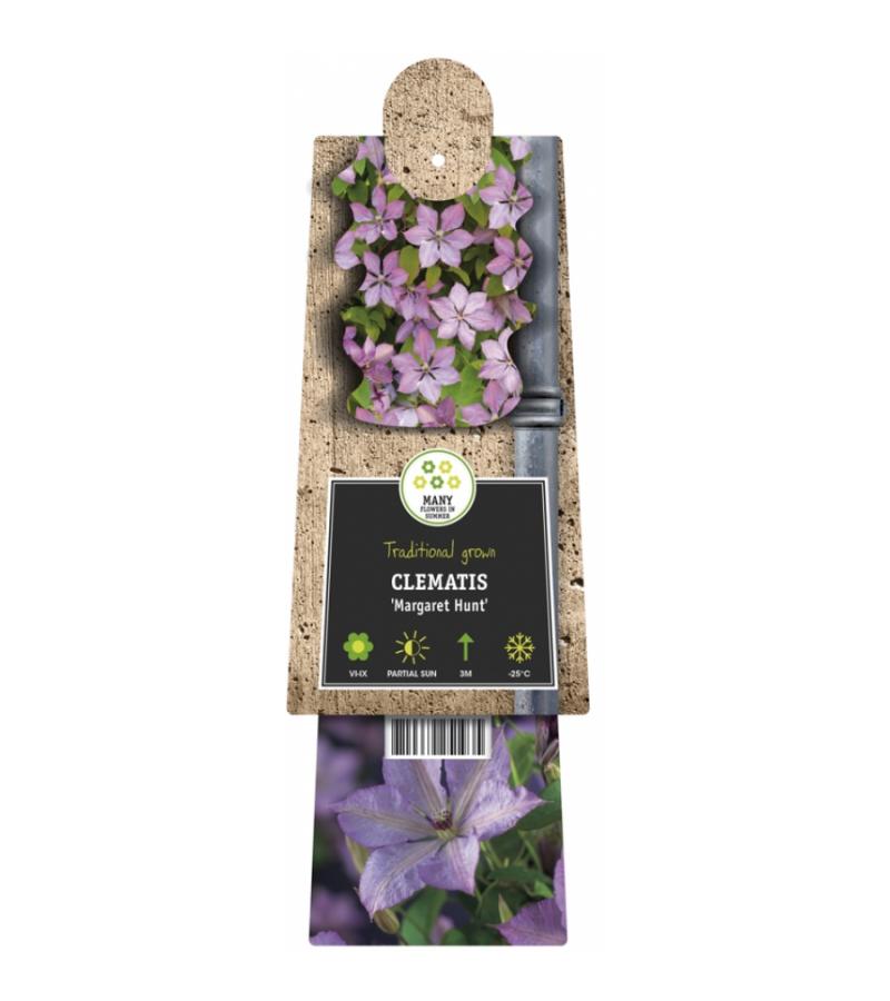 Lila bosrank (Clematis "Margaret Hunt") klimplant