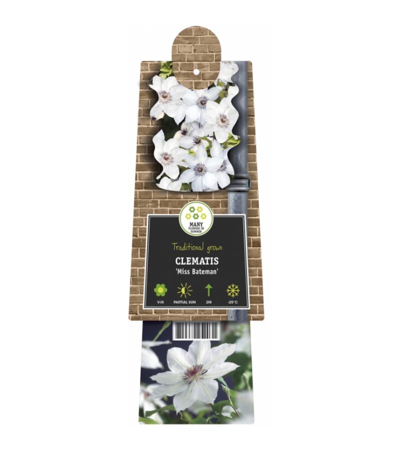 Witte bosrank (Clematis "Miss Bateman") klimplant