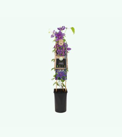Violet bosrank (Clematis "Mrs. N. Thompson") klimplant