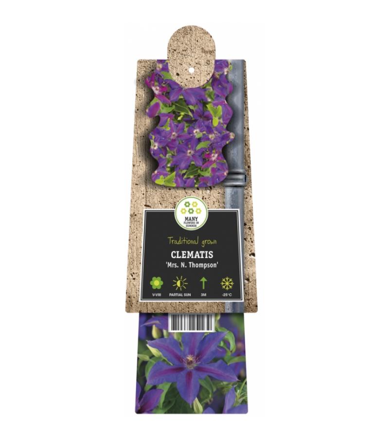 Violet bosrank (Clematis "Mrs. N. Thompson") klimplant