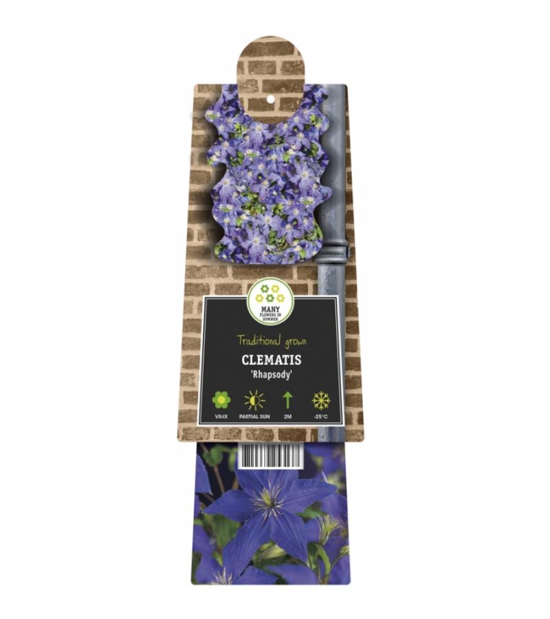 Blauwe bosrank (Clematis "Rhapsody") klimplant