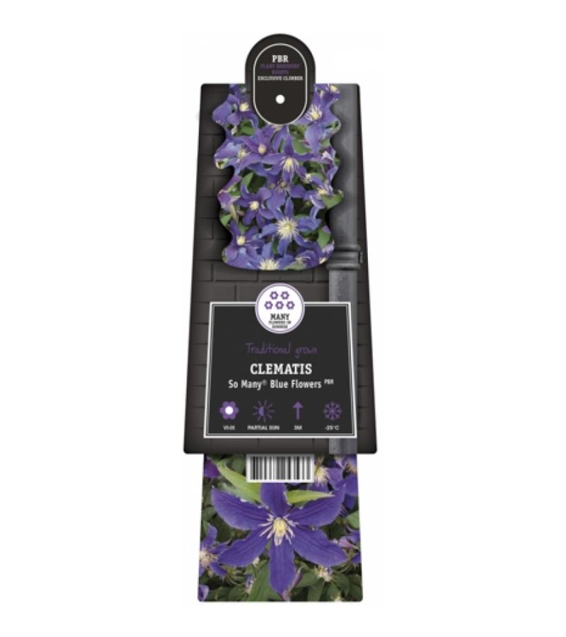 Blauwe bosrank (Clematis "SoMany® Blue Flowers" PBR) klimplant