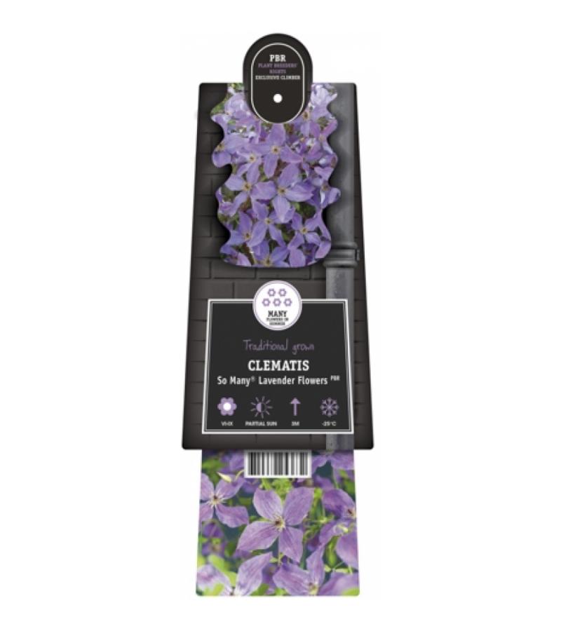 Paarse bosrank (Clematis "SoMany® Lavender Flowers" PBR) klimplant