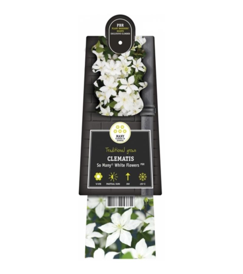 Witte bosrank (Clematis "SoMany® White Flowers" PBR) klimplant