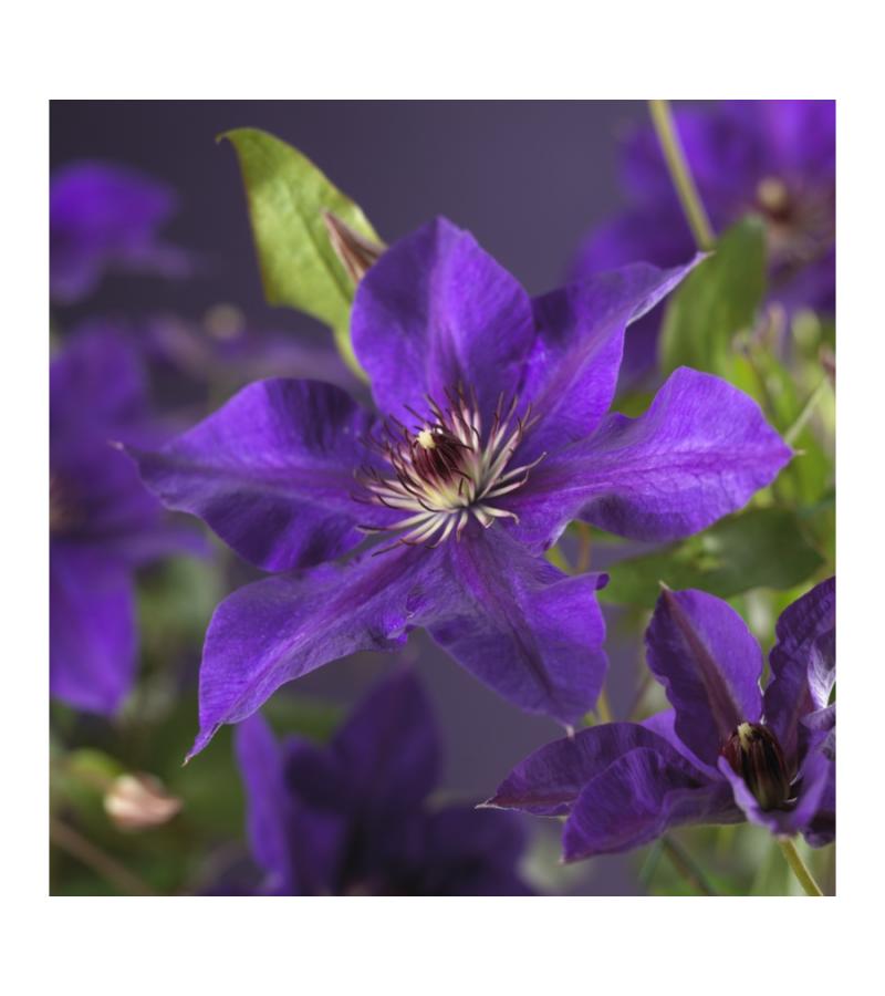 Paarse bosrank (Clematis "The President") klimplant 70 cm